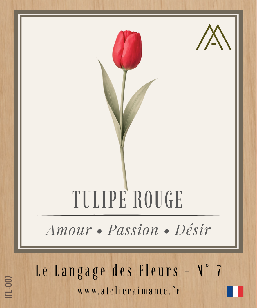 Tulipe Rouge - Fleur - N°7