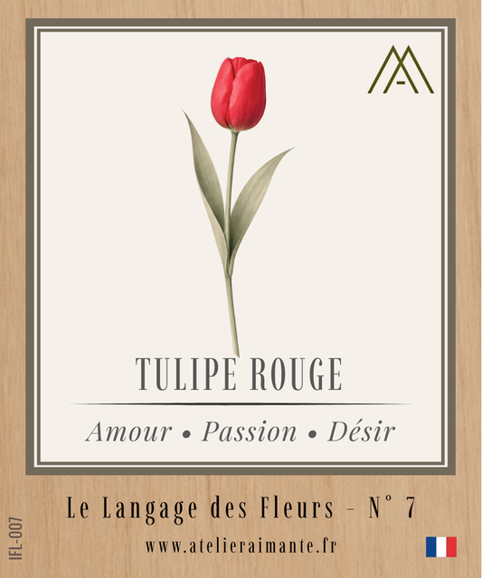 Tulipe Rouge - Fleur - N°7