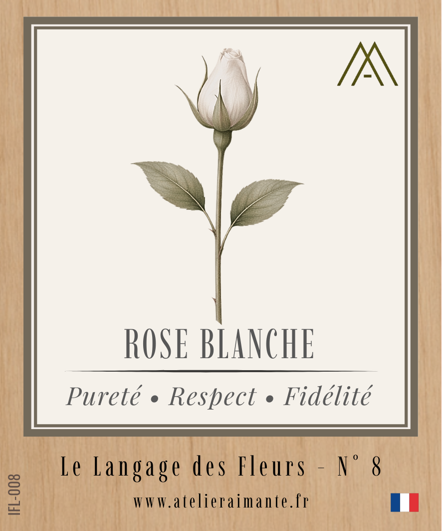 Rose Blanche - Fleur - N°8