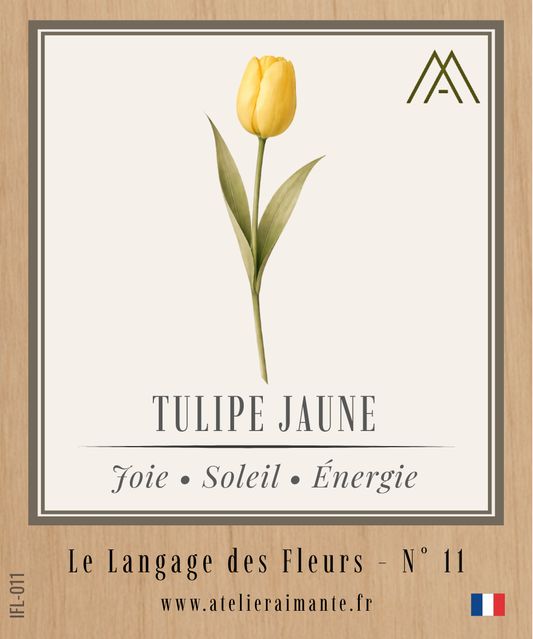 Tulipe Jaune - Fleur - N°11