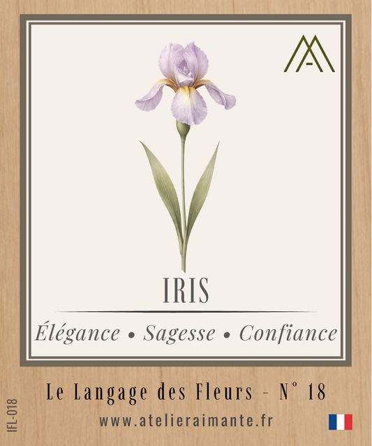 Iris - Fleur - N°18