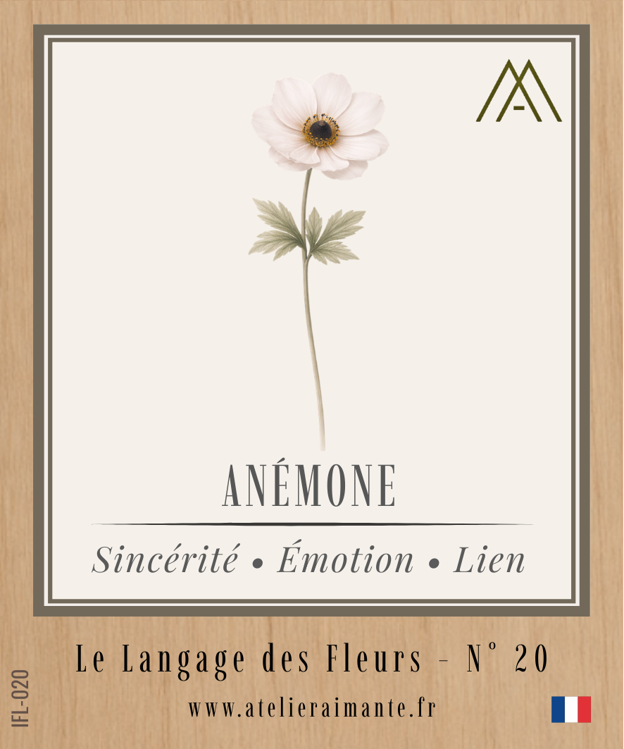 Anémone - Fleur - N°20