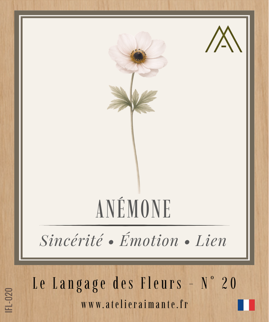 Anémone - Fleur - N°20