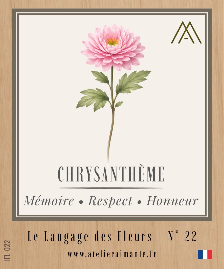 Chrysanthème - Fleur - N°22