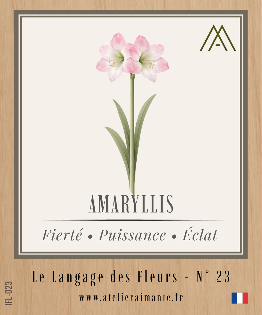 Amaryllis - Fleur - N°23