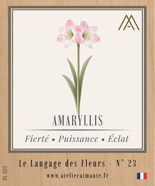 Amaryllis - Fleur - N°23