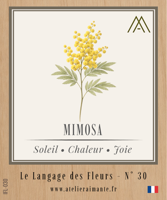 Mimosa - Fleur - N°30