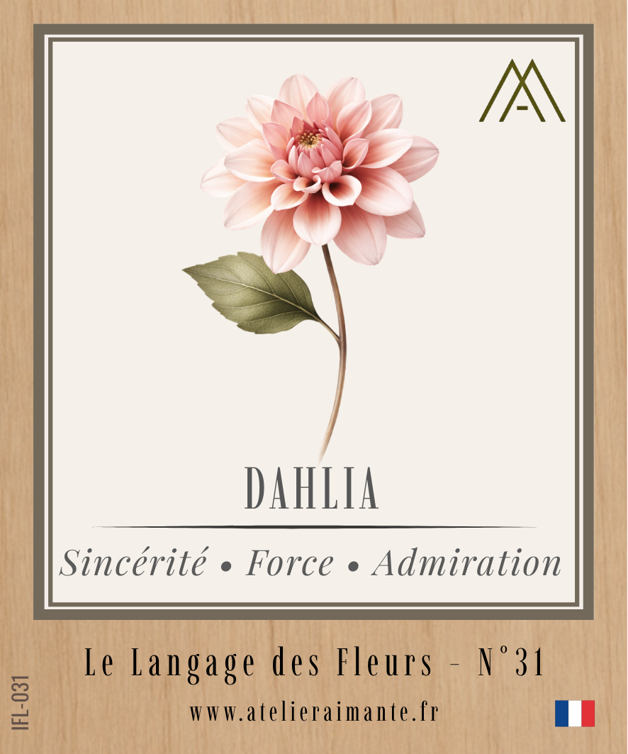 Dahlia - Fleur - N°31