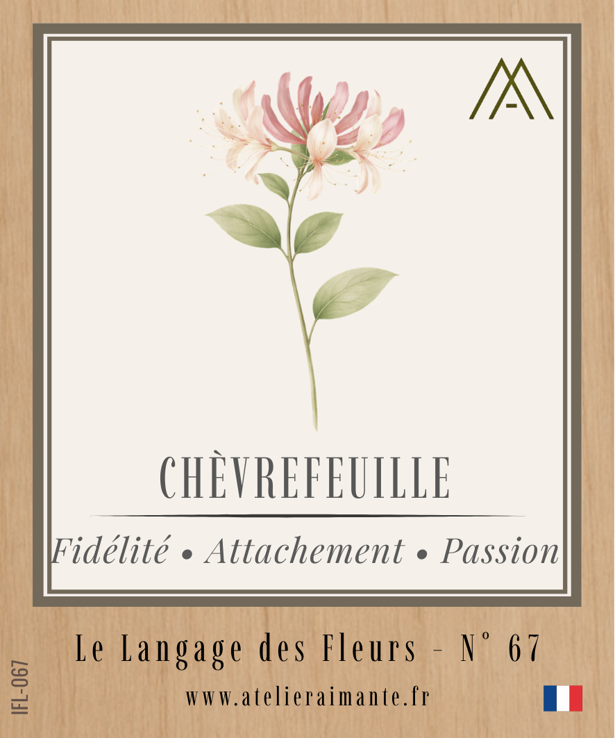 Chèvrefeuille - Fleur - N°67