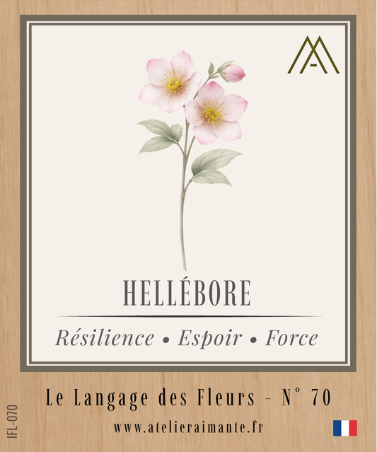 Magnet Instant FLEUR - Hellébore - N°70