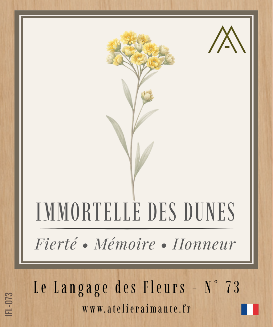 Immortelle des Dunes - Fleur - N°73