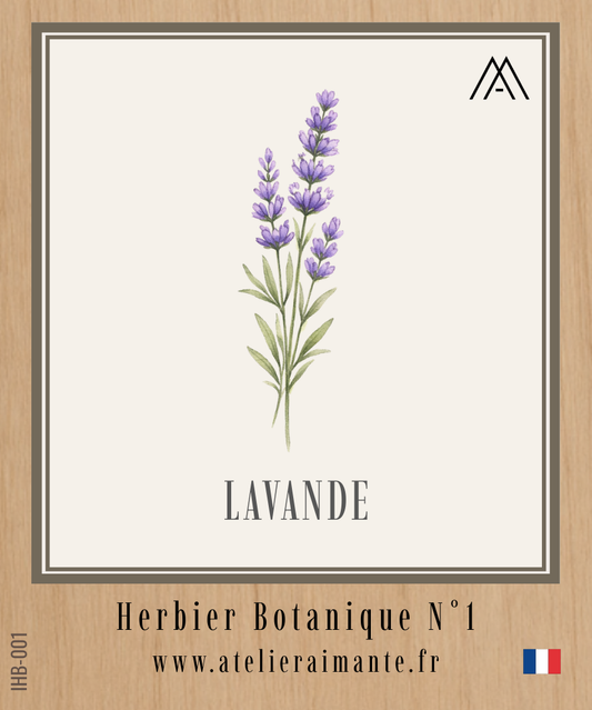 Lavande - Herbier - N°1