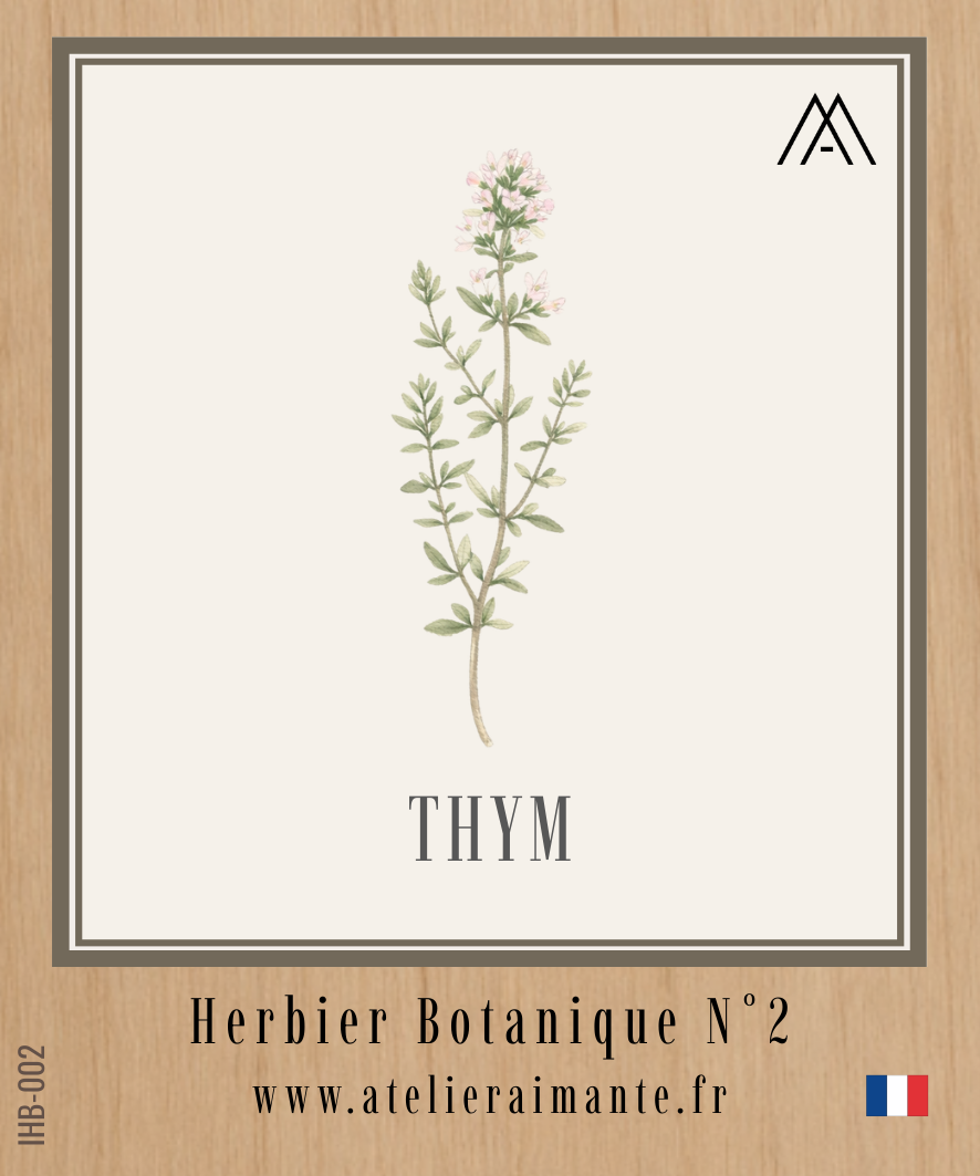Thym - Herbier - N°2