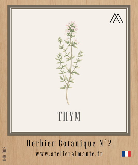 Thym - Herbier - N°2