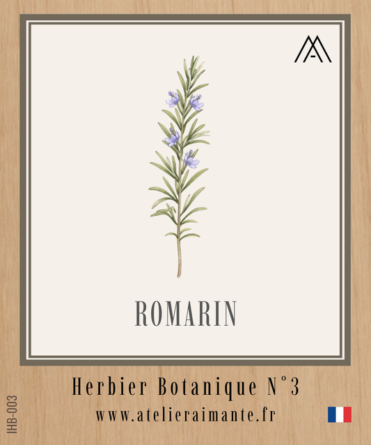 Romarin - Herbier - N°3