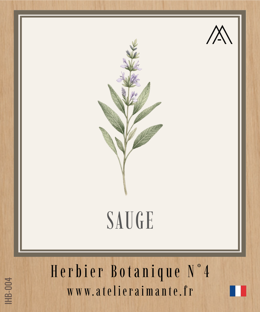 Sauge - Herbier - N°4
