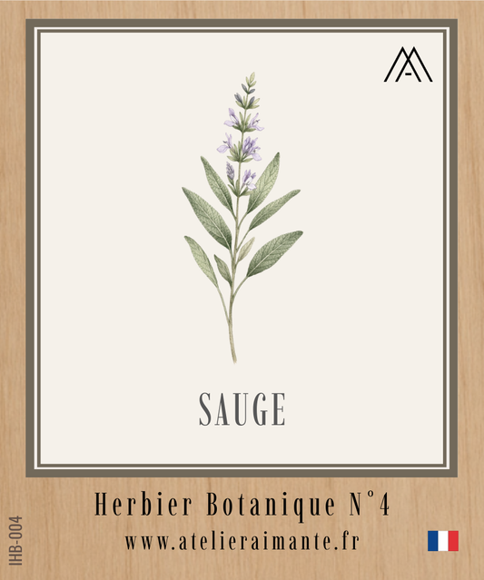 Sauge - Herbier - N°4