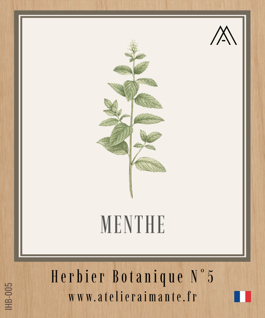 Menthe - Herbier - N°5