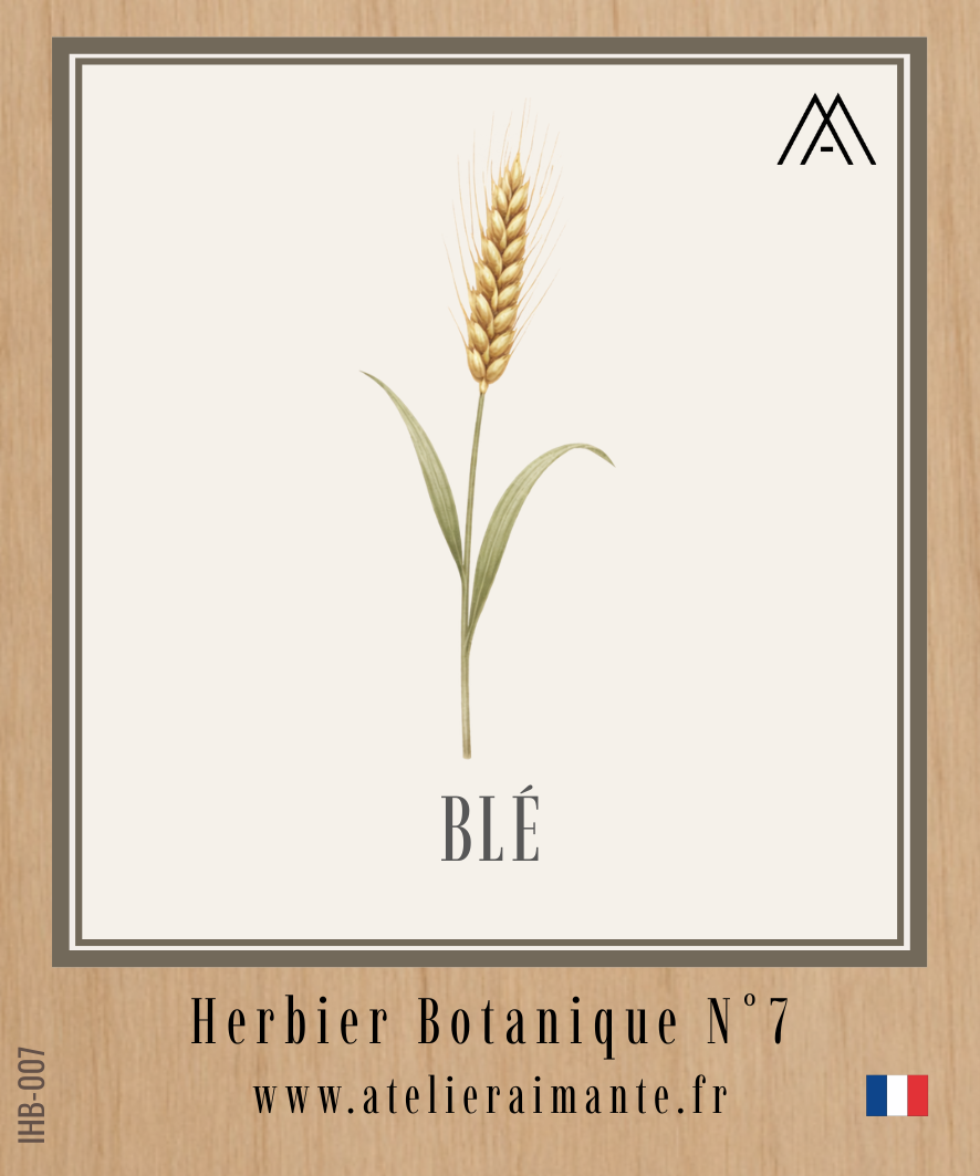 Blé - Herbier - N°7