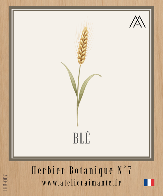 Blé - Herbier - N°7