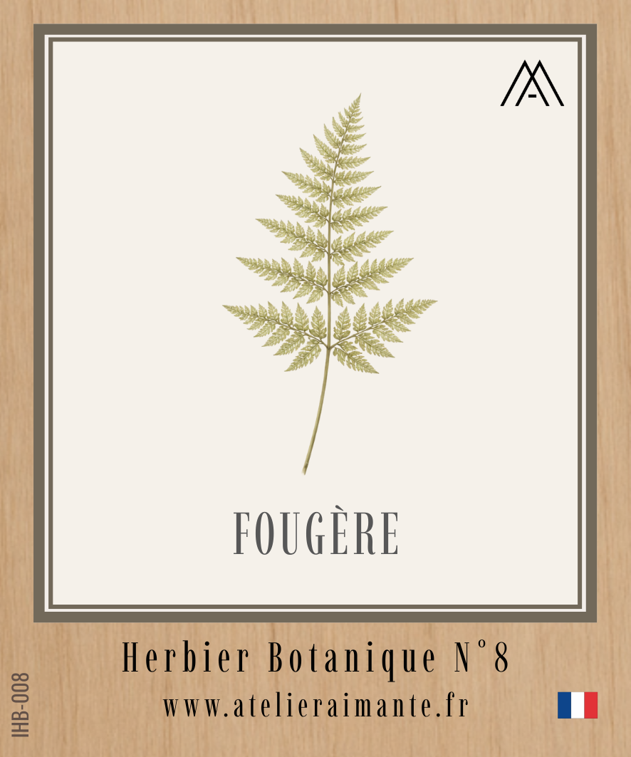 Fougère - Herbier - N°8