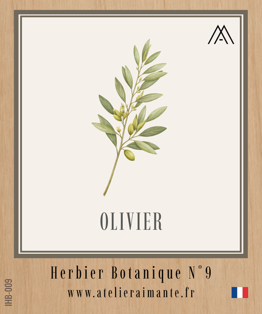 Olivier - Herbier - N°9