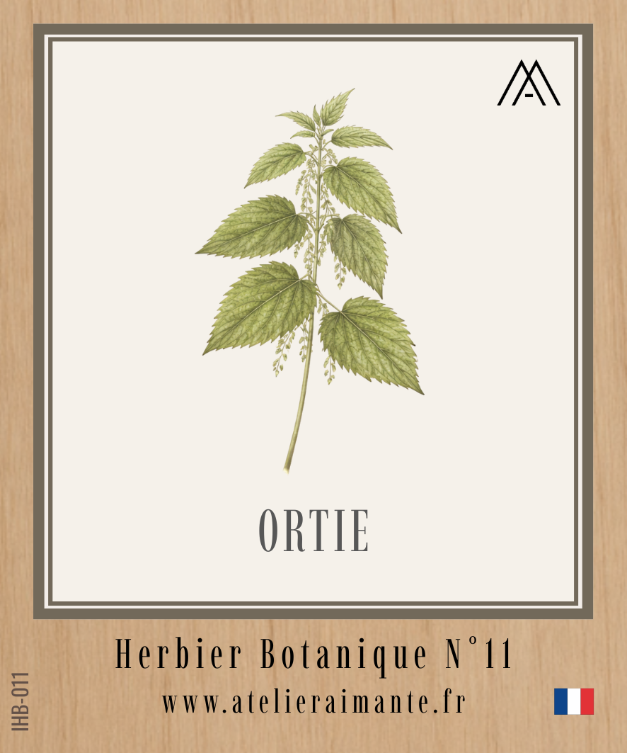 Ortie - Herbier - N°11