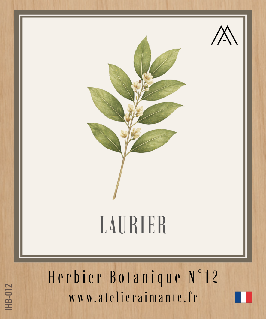 Laurier - Herbier - N°12