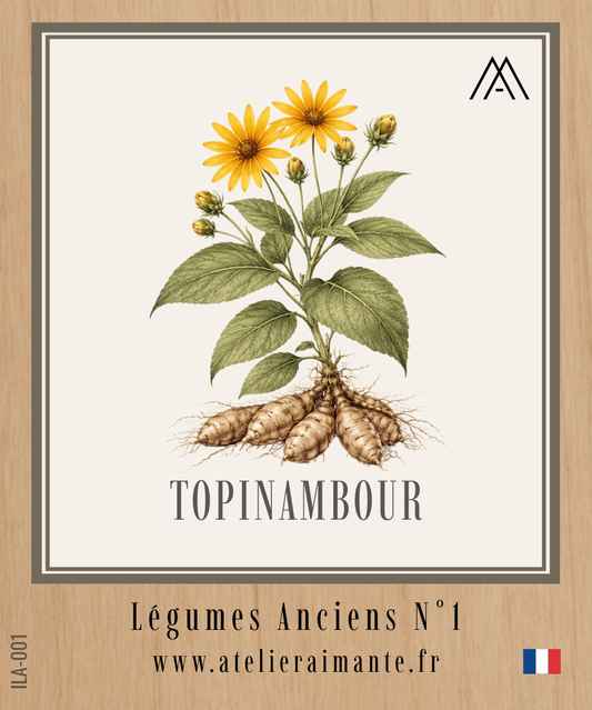 Topinambour - Légumes Anciens -  N°1