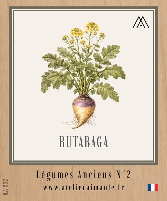 Rutabaga - Légumes Anciens - N°2