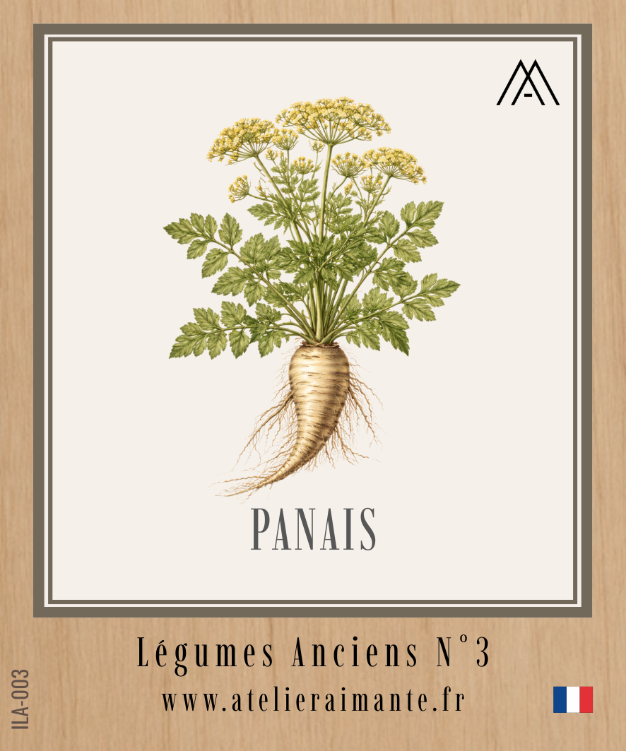 Panais - Légumes Anciens -  N°3
