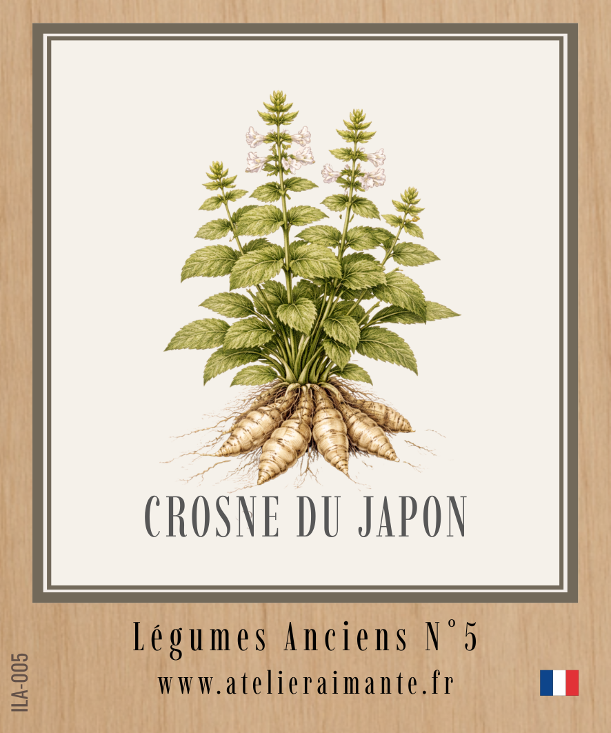 Crosne du Japon - Légumes Anciens - N°5