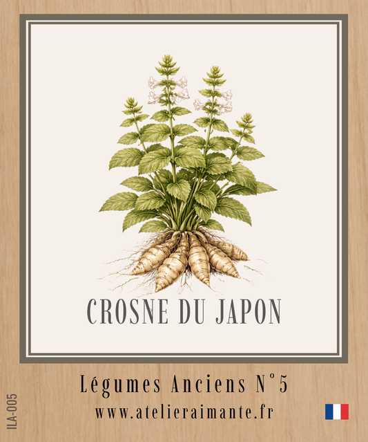 Crosne du Japon - Légumes Anciens - N°5