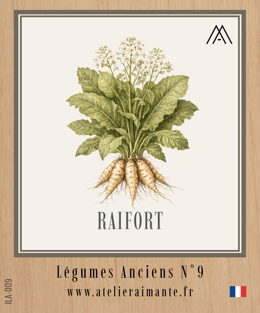 Raifort - Légumes Anciens - N°9