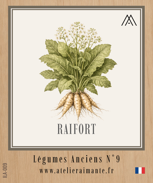 Raifort - Légumes Anciens - N°9