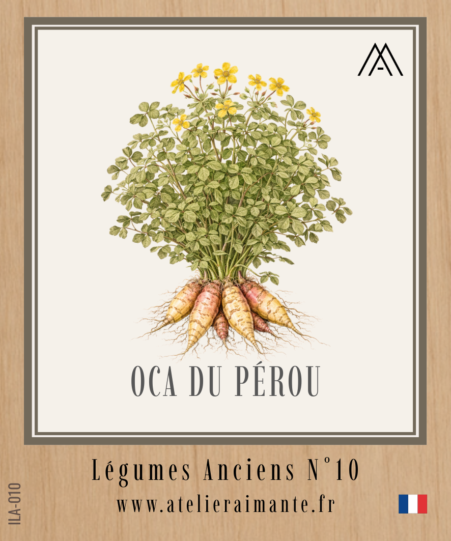 Oca du Pérou - Légumes Anciens - N°10