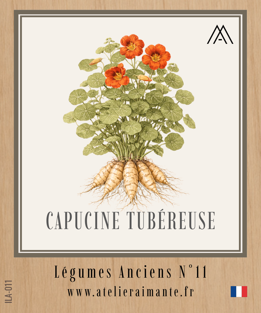 Capucine Tubéreuse - Légumes Anciens - N°11