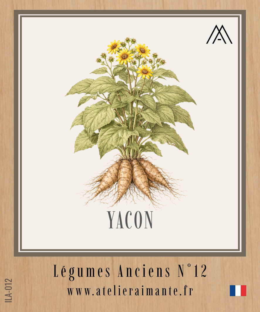 Yacon - Légumes Anciens - N°12
