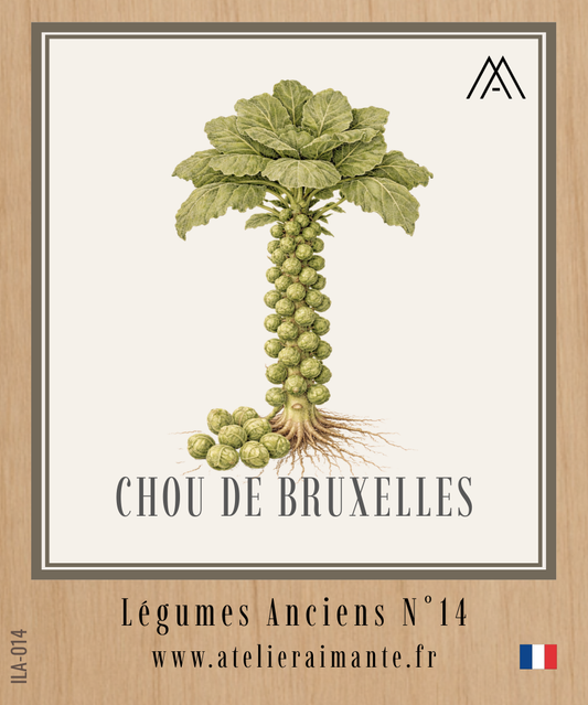 Chou de Bruxelles - Légumes Anciens - N°14