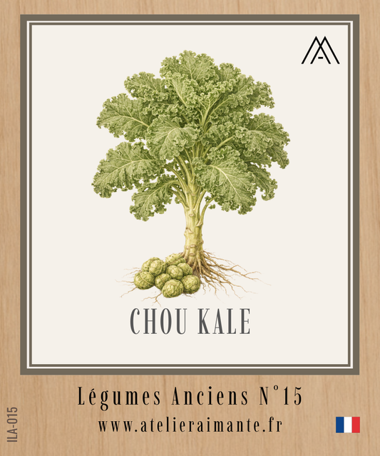 Chou Kale - Légumes Anciens - N°15