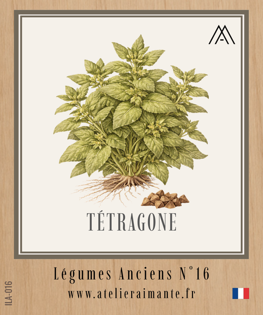 Tétragone - Légumes Anciens - N°16
