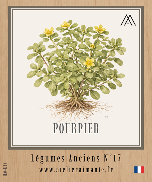 Pourpier - Légumes Anciens - N°17