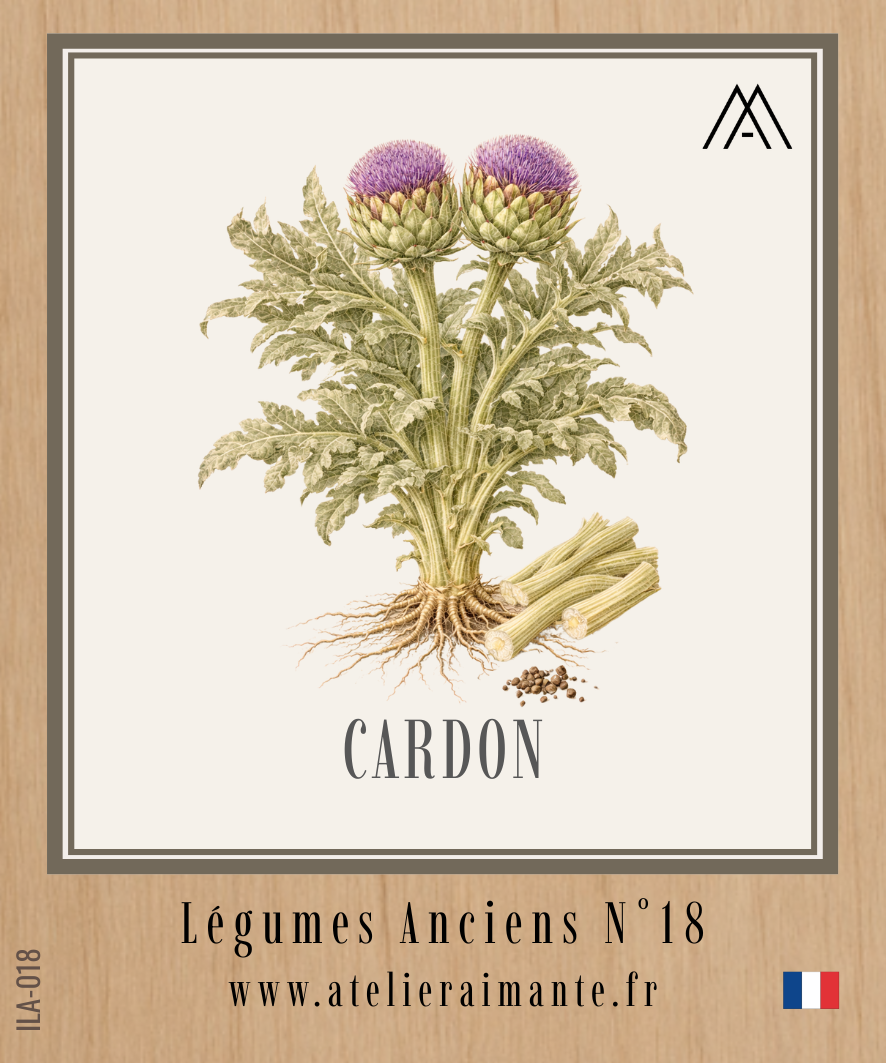 Cardon - Légumes Anciens -  N°18