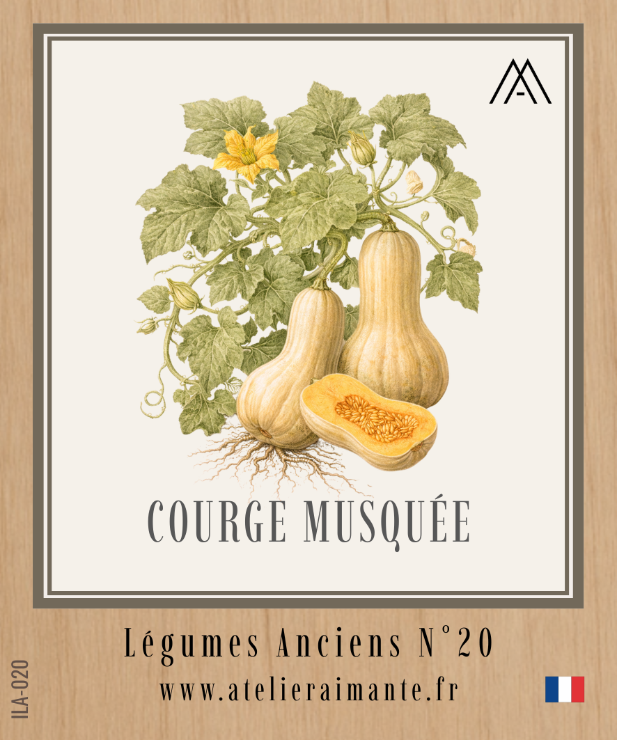 Courge Musquée - Légumes Anciens - N°20