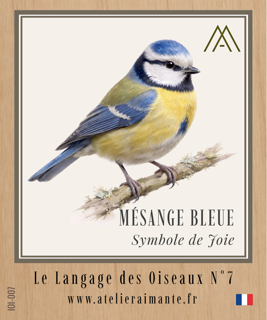 Mésange Bleue - Oiseaux - N°7