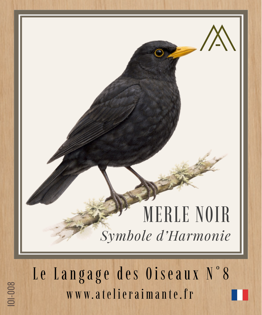 Merle Noir - Oiseaux - N°8