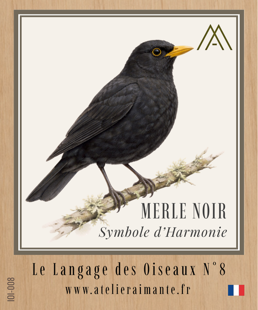 Merle Noir - Oiseaux - N°8
