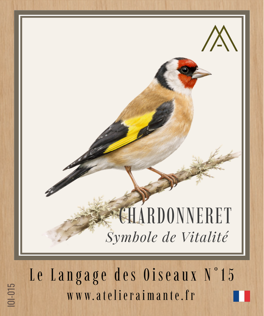 Chardonneret - Oiseaux - N°15
