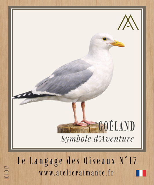 Goéland - Oiseaux - N°17