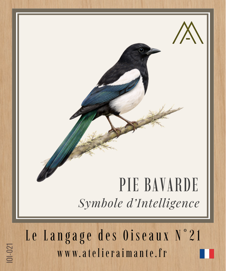 Pie Bavarde - Oiseaux - N°21